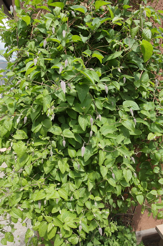 Clematis Jackmanii #843 (8840)