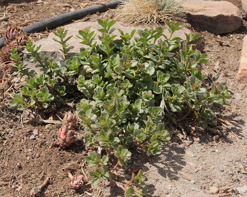 Dragons Blood Sedum #800 (8758)