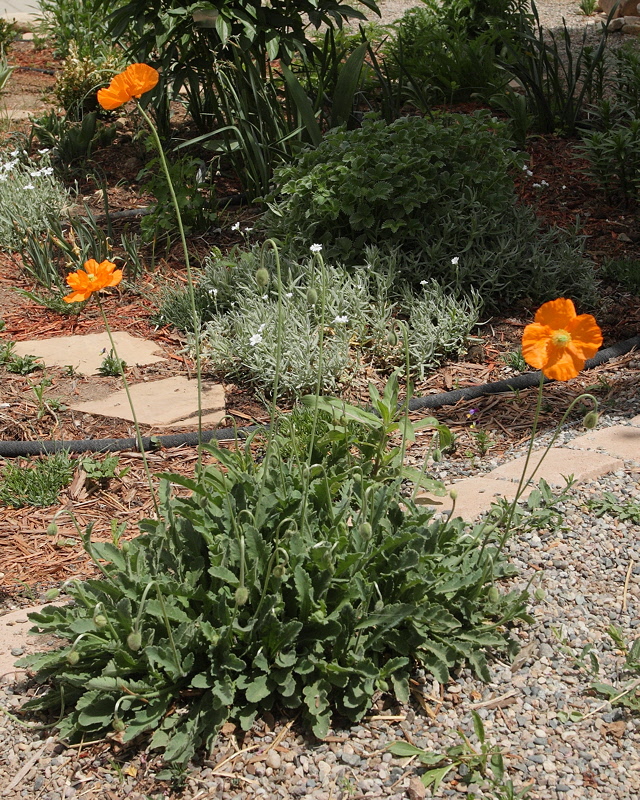 Poppy #790 (8879)