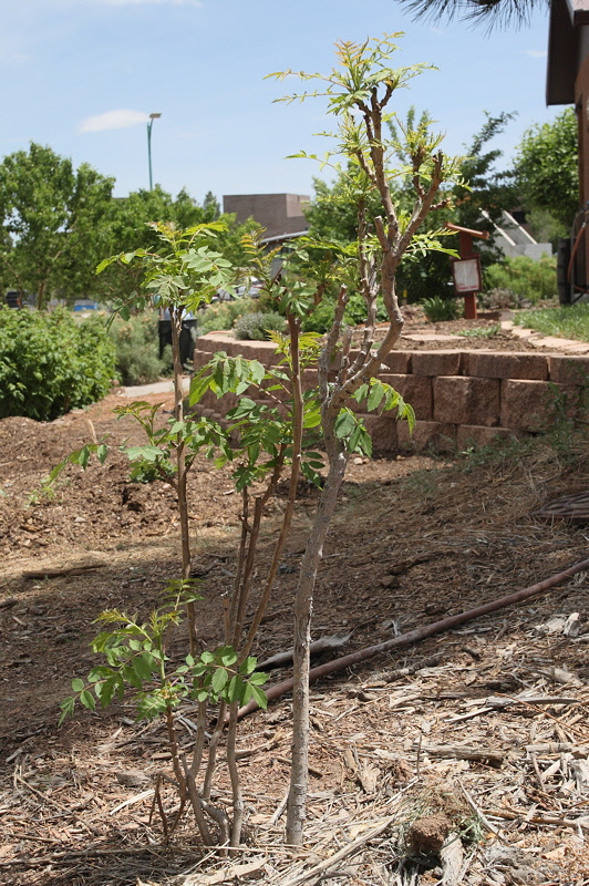 Staghorn Sumac #444 (8836)