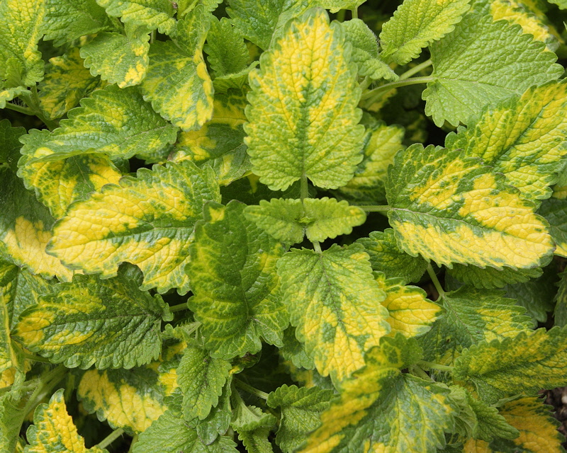 Variegated Lemon Balm #612 (8867)