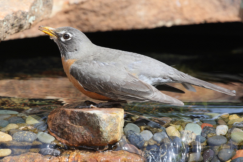 American Robin (7755)