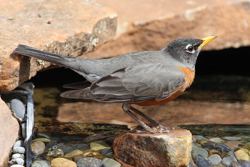 American Robin (7763)
