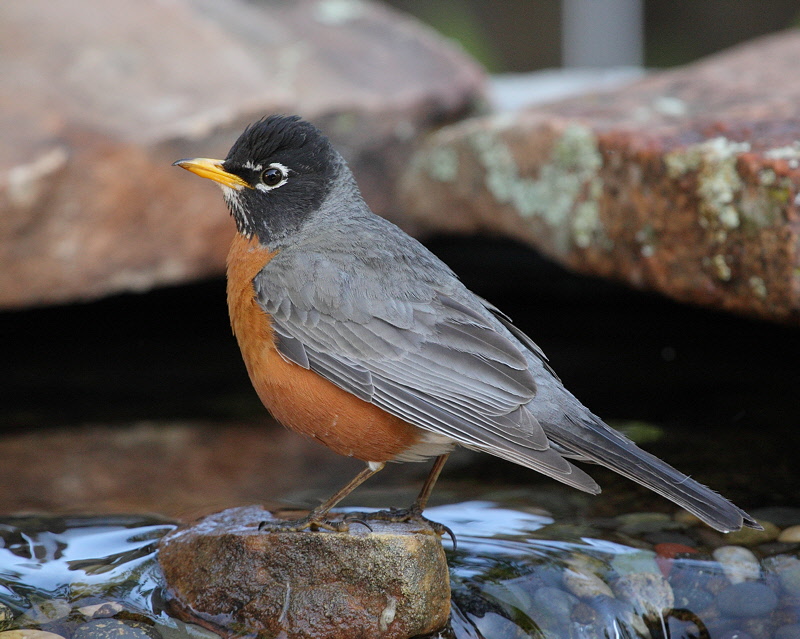 American Robin (8462)