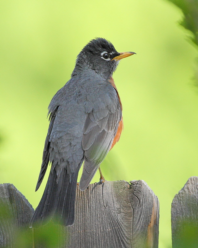 American Robin (8479)