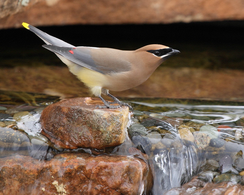 Cedar Waxwing (7134)