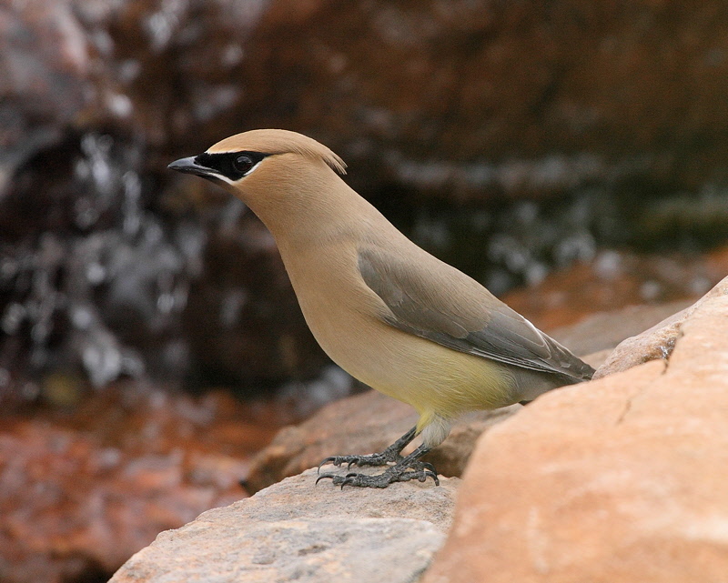 Cedar Waxwing (7161)