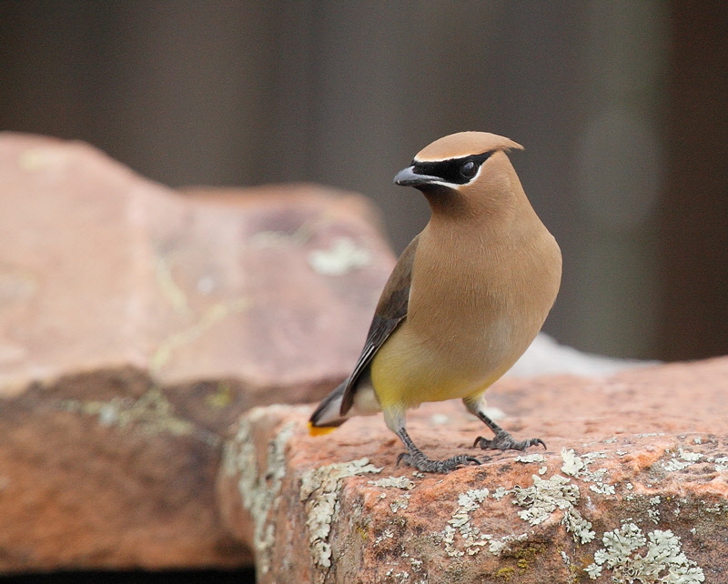 Cedar Waxwing (7184)