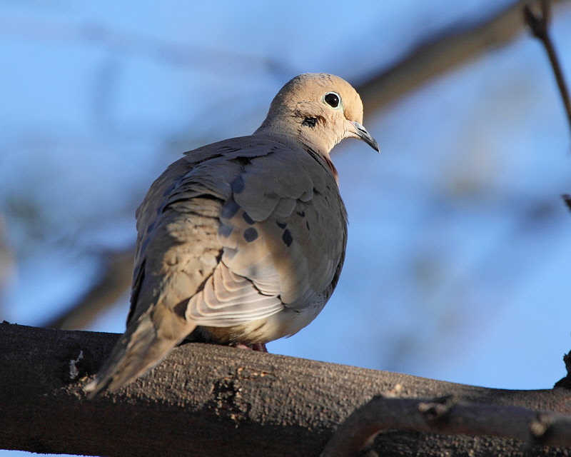 Mourning Dove 2009