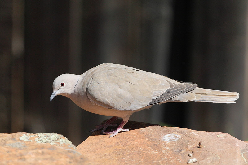 Eurasian Collared Dove (7915)