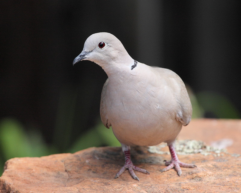 Eurasian Collared Dove (8221)