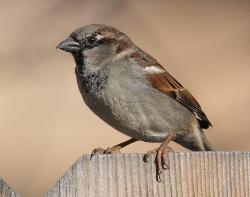House Sparrow #7740