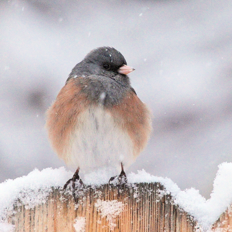 Dark-Eyed Junco (Pink-Sided) #0039