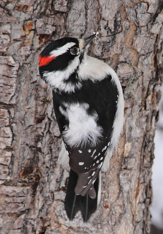 Downy Woodpecker #0384