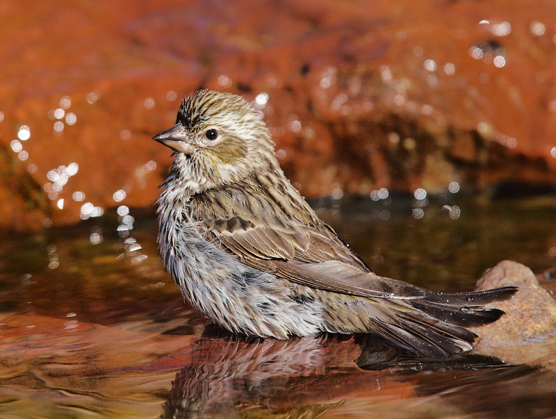 Cassins Finch -- Female All Wet (0540)