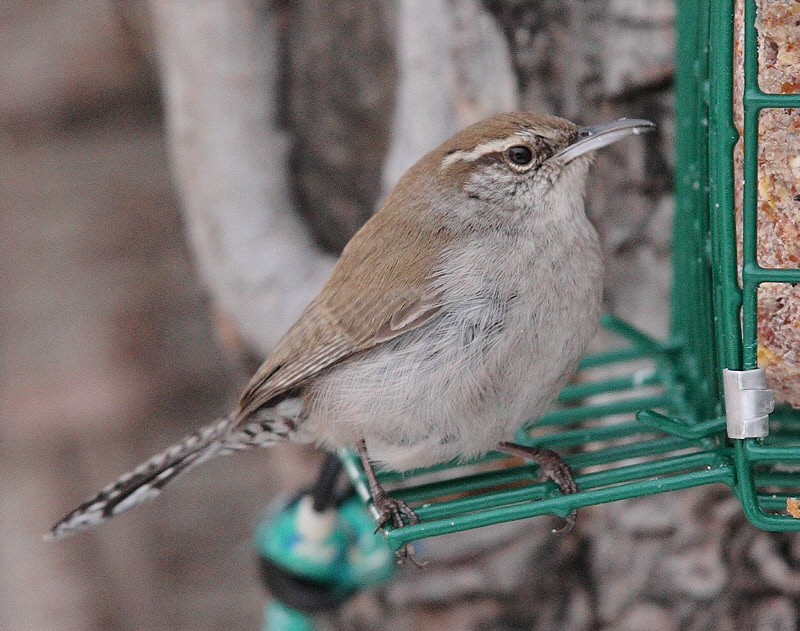 Bewick's Wren #0656