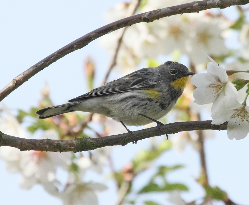 Yellow-rumped Warbler (Audubon's) #9417