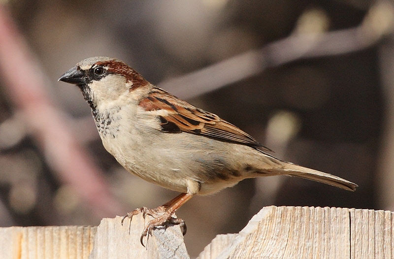 House Sparrow #0059