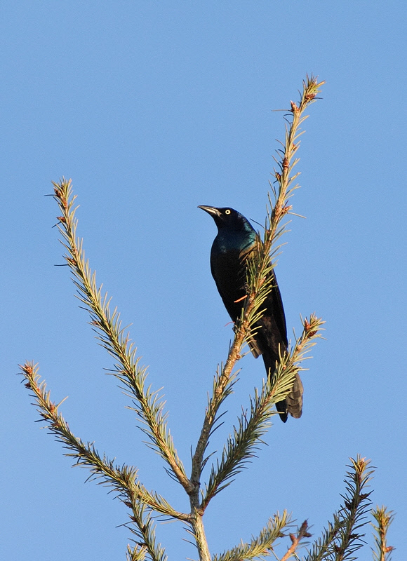 Common Grackle #0048