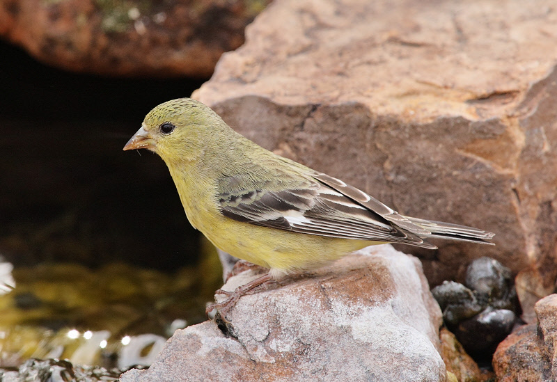 Lesser Goldfinch (Female) #0749