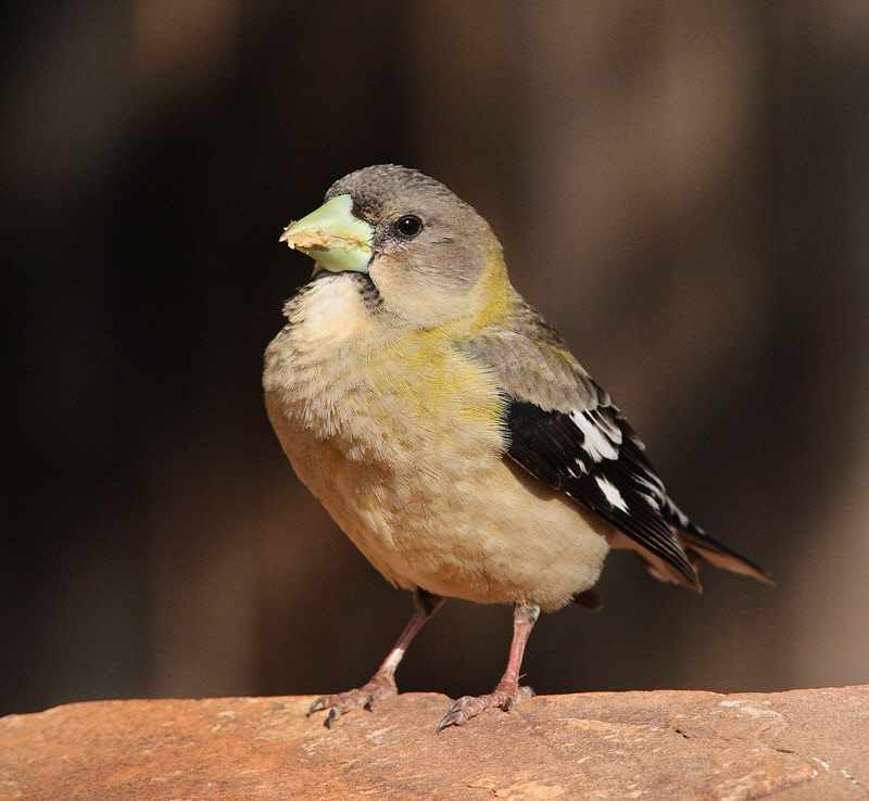 Evening Grosbeak (Female) #1831