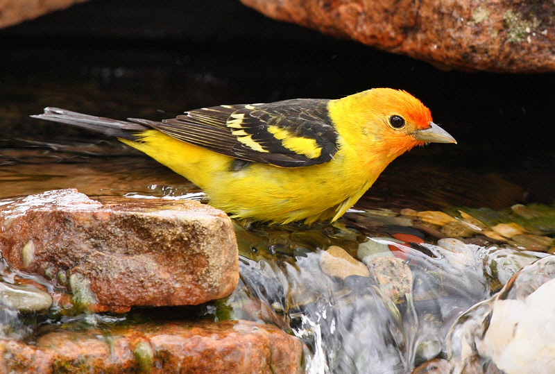 Western Tanager #2949