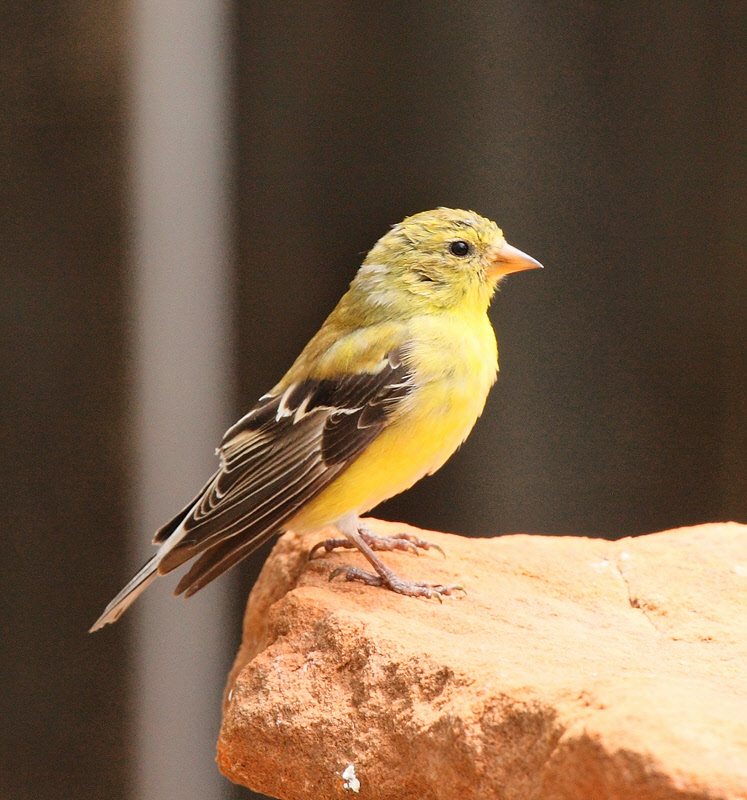 Female American Goldfinch (3092)