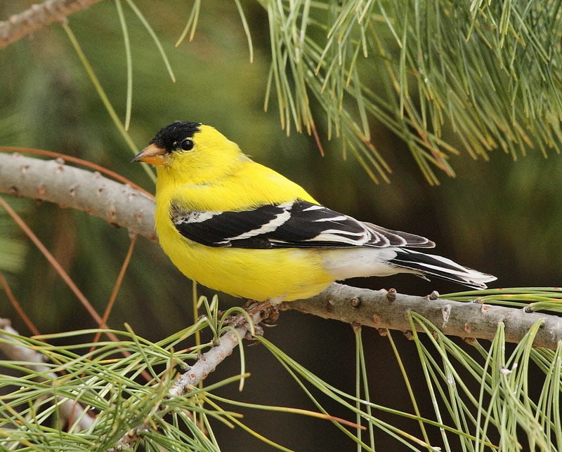 Male American Goldfinch (3078)