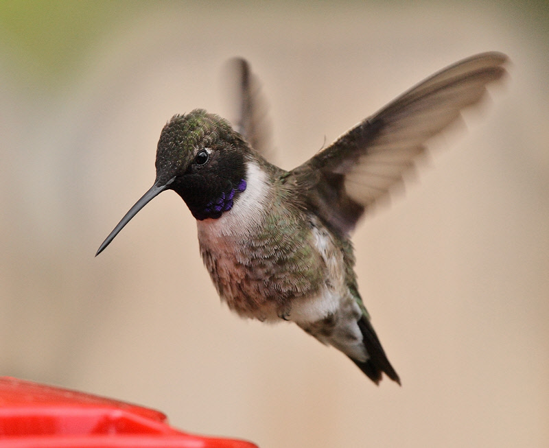 Male Black-chinned Hummingbird (3108)