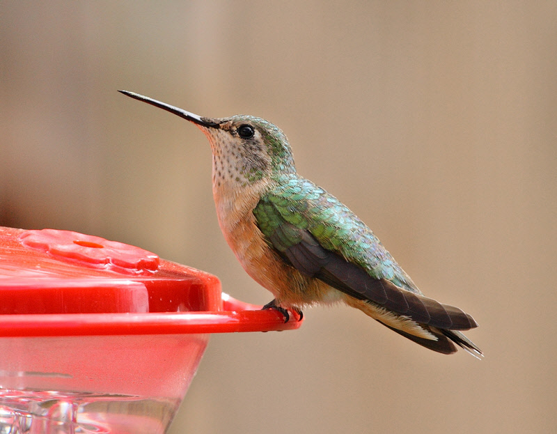 Female Broad-tailed Hummingbird (2713)