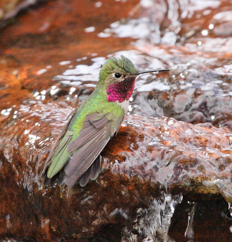 Male Broad-tailed Hummingbird (2860)
