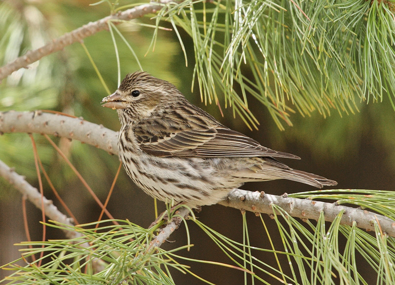Female Cassin's Finch (2808)