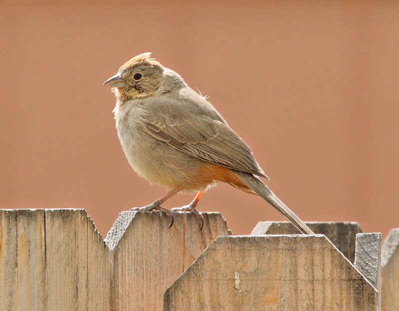 Canyon Towhee (2806)