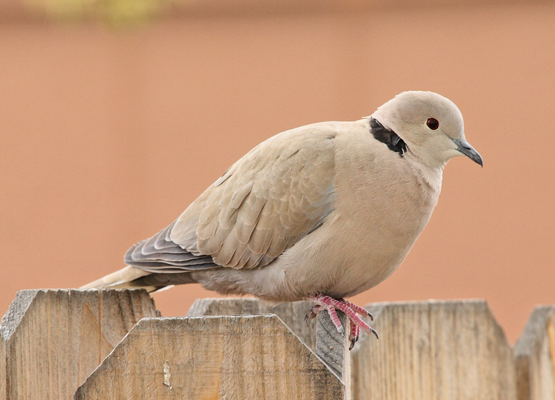 Eurasian Collared Dove (3173)
