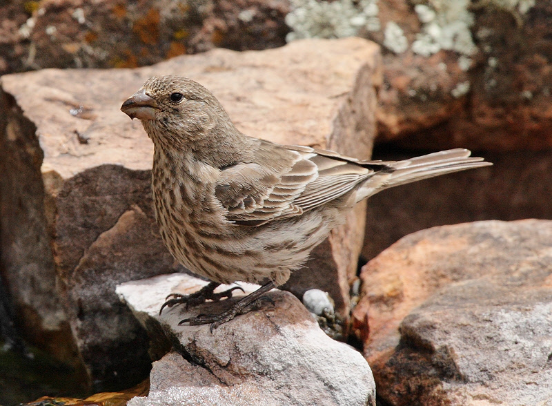 Female House Finch (3084)
