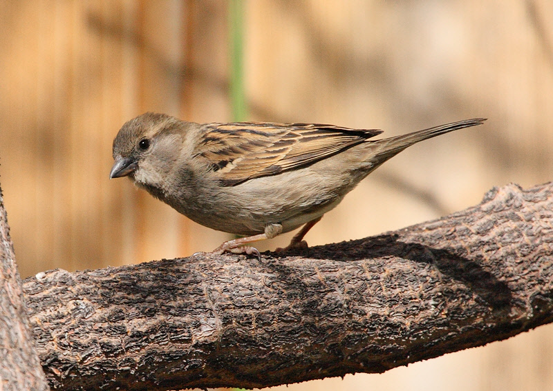Female House Sparrow (3194)