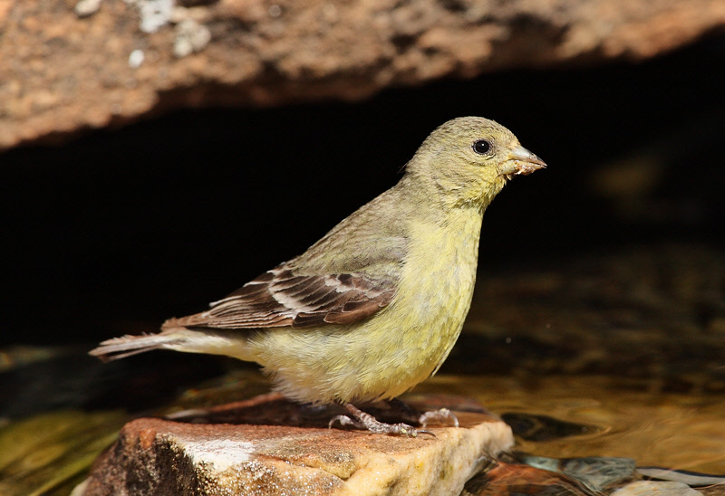 Female Lesser Goldfinch (3260)