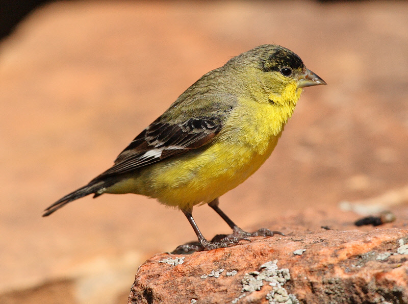 Male Lesser Goldfinch (3209)