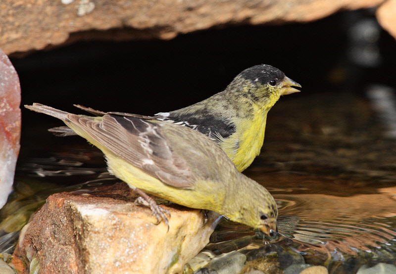 Lesser Goldfinch Pair (3304)