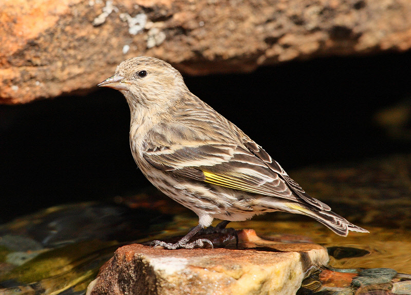 Pine Siskin (3257)