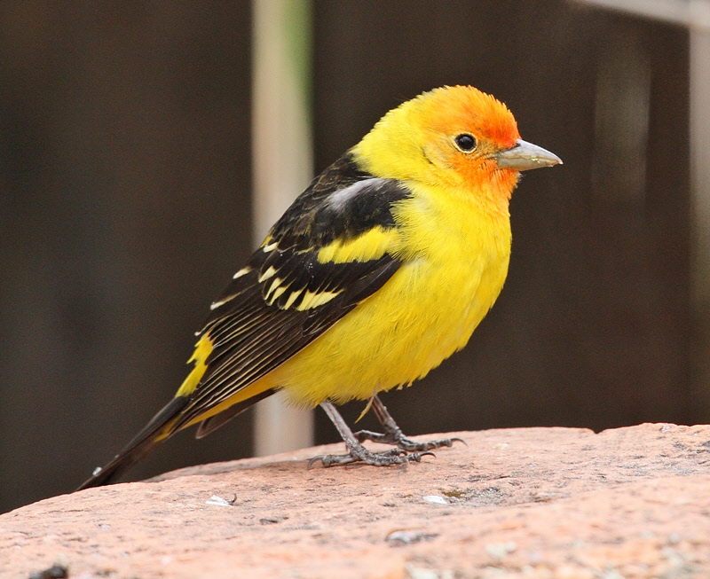 Western Tanager (2907)