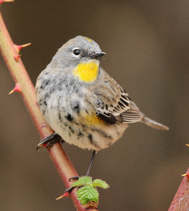 Yellow-rumped Warbler (Audubon Female) (3016)