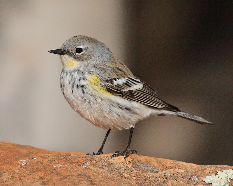 Yellow-rumped Warbler (Audubon x Myrtle)  (3284)