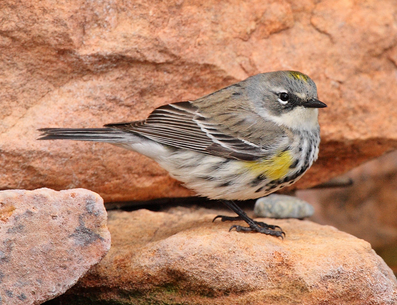 Yellow-rumped Warbler (Myrtle Female)  (3007)