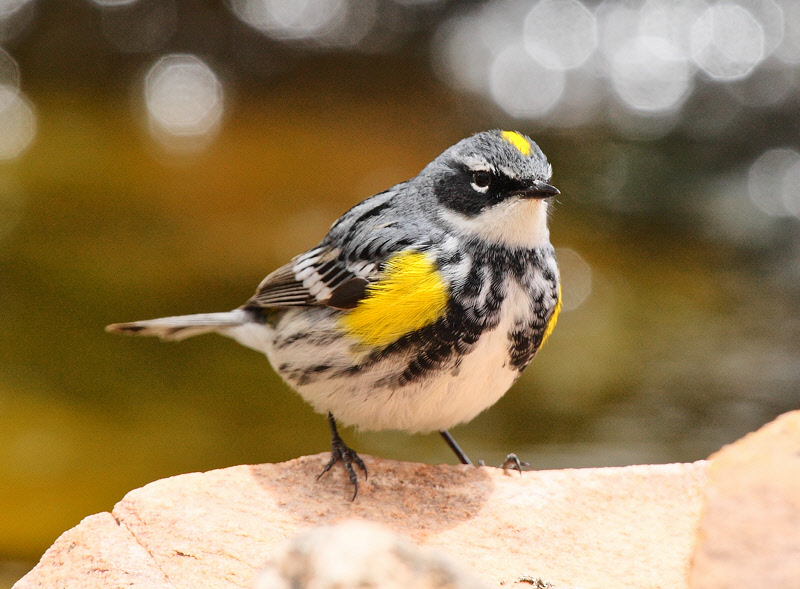 One Day of Back-Yard Birds -- April 30 2010