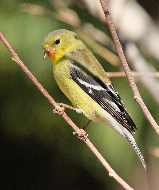 American Goldfinch (Female) #3911