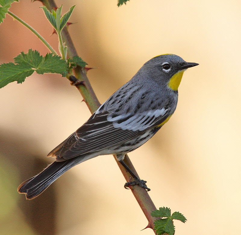 Yellow-rumped Warbler (Audubon's) #5061