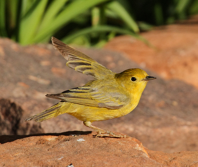 Yellow Warbler #5167