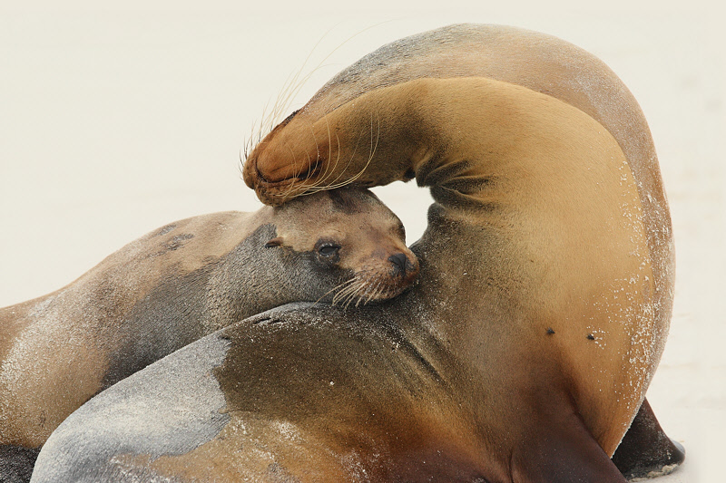 Sea Lions in the Galapagos