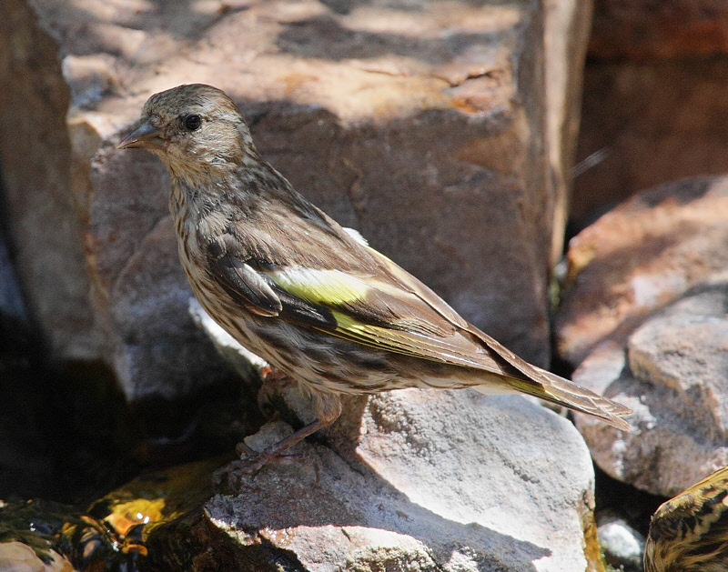 Pine Siskin with Yellow Wing Patch #0994
